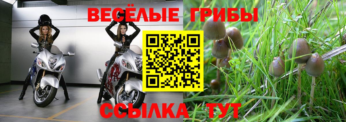 Галлюциногенные грибы Psilocybine cubensis Сокол